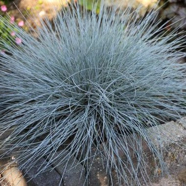 Festuca glauca 'Elijah Blue'