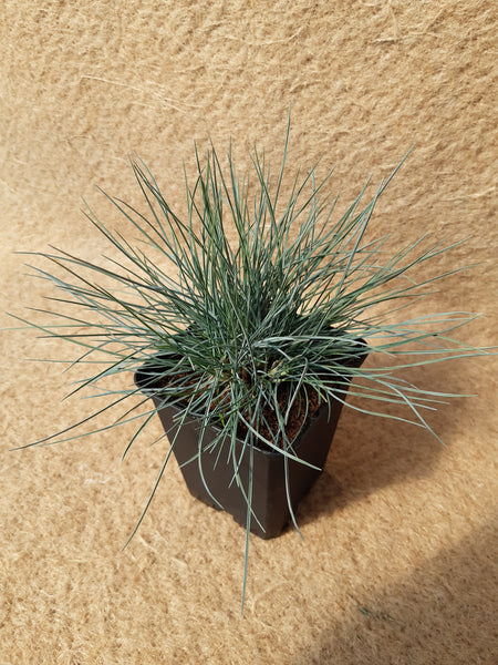 Festuca glauca 'Elijah Blue'