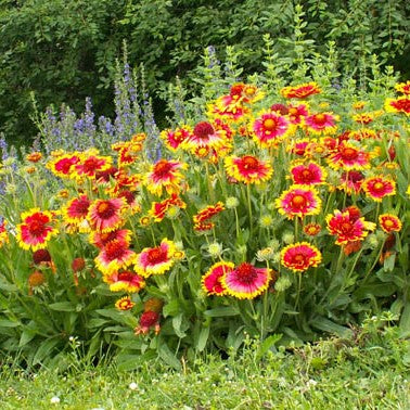 Gaillardia 'Kobold'