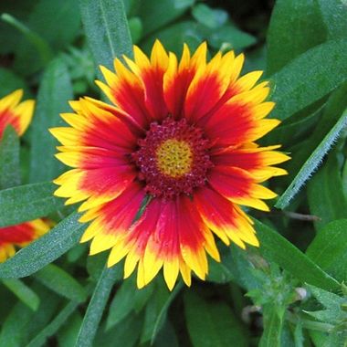 Gaillardia 'Kobold'