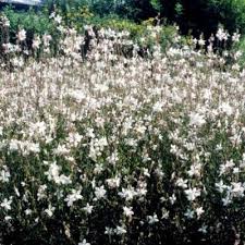 Gaura lindheimeri 'Short Form'