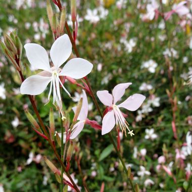 Gaura lindheimeri 'Short Form'