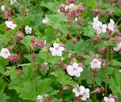 Geranium macrorrhizum 'Spessart'