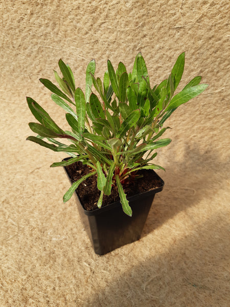 Gaura lindheimeri 'Short Form'