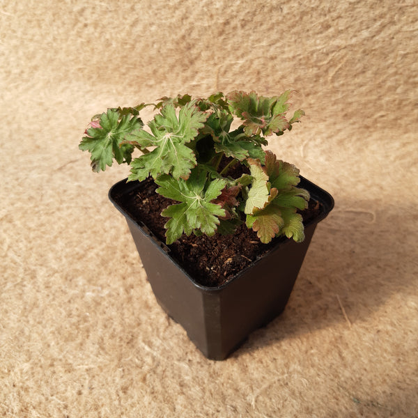 Geranium macrorrhizum 'Spessart'