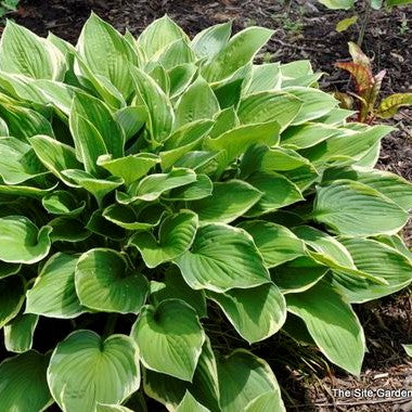 Hosta fortunei 'Aureomarginata'