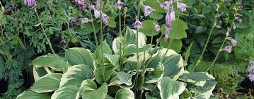 Hosta fortunei 'Aureomarginata'