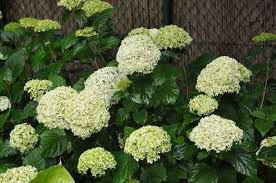 Hydrangea arborescens 'Annabelle'