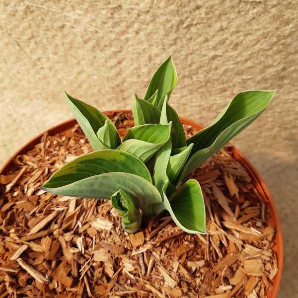 Hosta fortunei 'Aureomarginata'