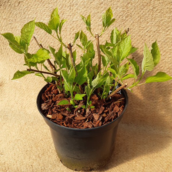 Hydrangea arborescens 'Annabelle'