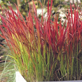 Imperata cylindrica 'Red Baron'