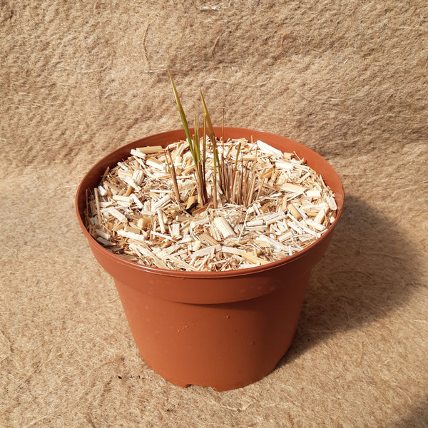 Imperata cylindrica 'Red Baron'