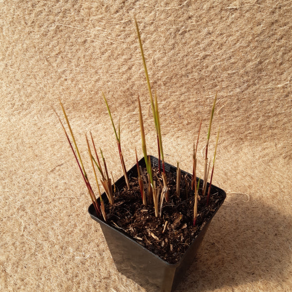 Imperata cylindrica 'Red Baron'