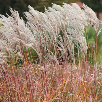 Miscanthus sinensis 'Ferner Osten'