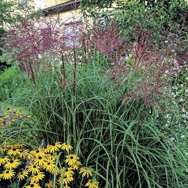 Miscanthus sinensis 'Ferner Osten'