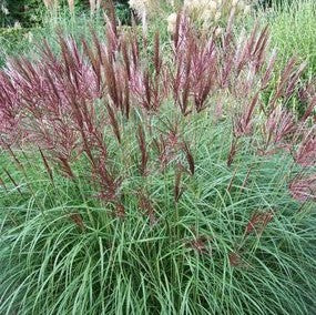 Miscanthus sinensis 'Ferner Osten'