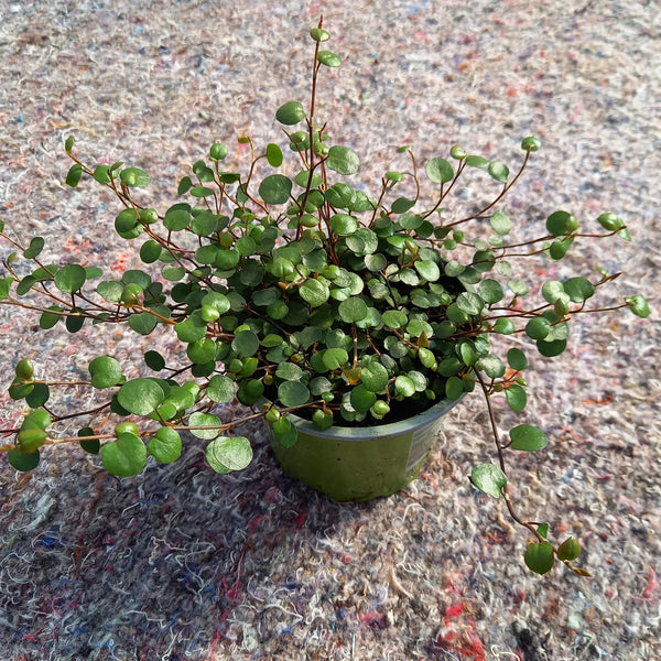 Muehlenbeckia axillaris