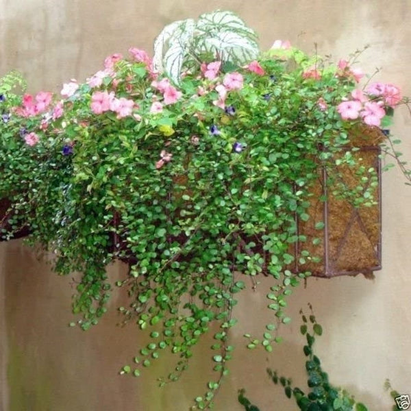 Muehlenbeckia axillaris