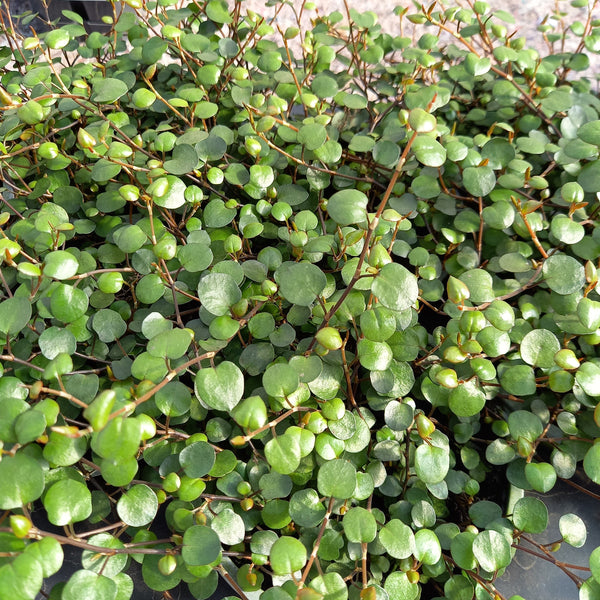 Muehlenbeckia axillaris