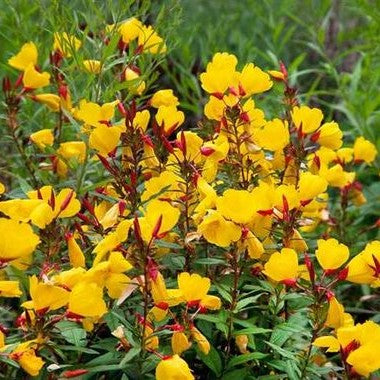 Oenothera fruticosa 'Sonnenwende'