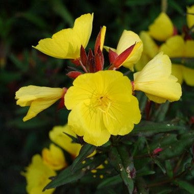 Oenothera fruticosa 'Sonnenwende'