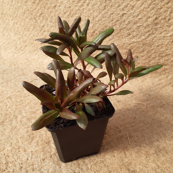 Oenothera fruticosa 'Sonnenwende'