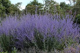 Perovskia atriplicifolia 'Blue Spire'