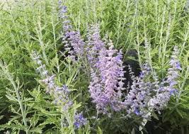Perovskia atriplicifolia 'Blue Spire'