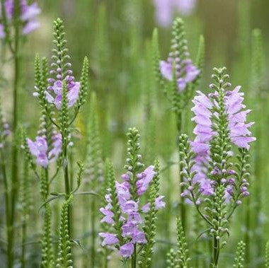Physostegia virginiana 'Bouquet Rose'