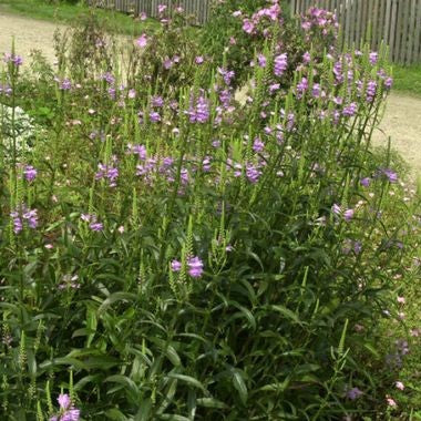 Physostegia virginiana 'Bouquet Rose'