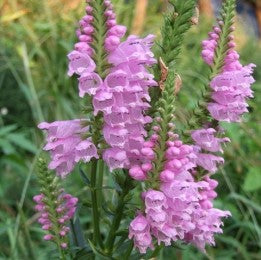 Physostegia virginiana 'Bouquet Rose'