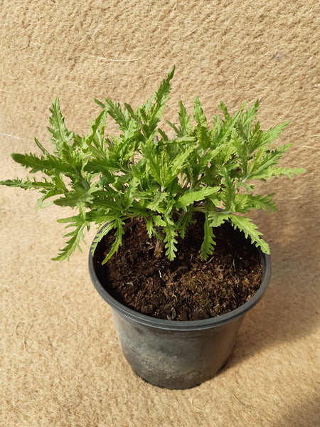 Perovskia atriplicifolia 'Blue Spire'