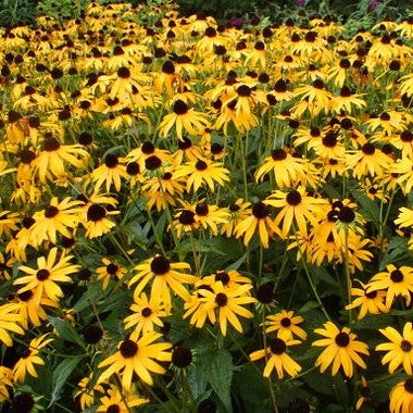 Rudbeckia fulgida 'Goldsturm'