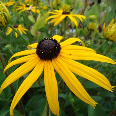 Rudbeckia fulgida 'Goldsturm'