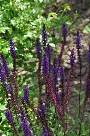 Salvia nemerosa 'Caradonna'