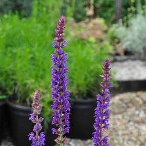 Salvia nemerosa 'Ostfriesland'