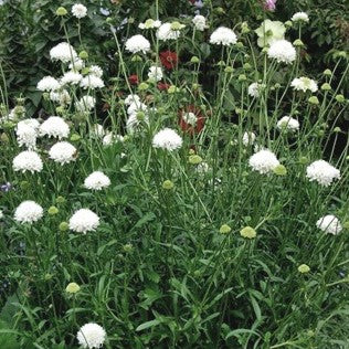 Scabiosa caucasica 'Alba'