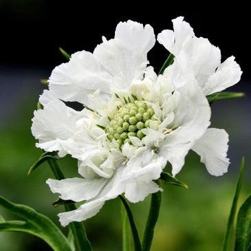 Scabiosa caucasica 'Alba'