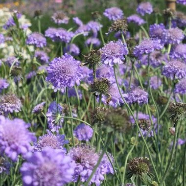 Scabiosa columbaria 'Butterfly Blue'