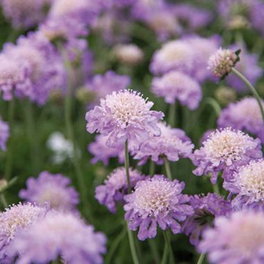 Scabiosa columbaria 'Butterfly Blue'