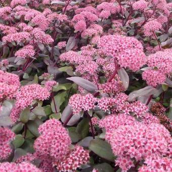 Sedum 'Purple Emperor'