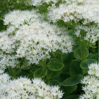 Sedum spectabile 'Iceberg'