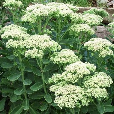 Sedum spectabile 'Iceberg'
