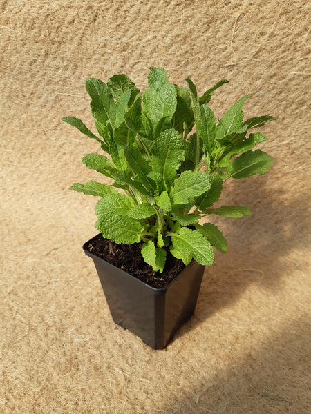 Salvia nemerosa 'Caradonna'