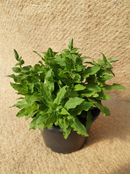 Salvia nemerosa 'Ostfriesland'