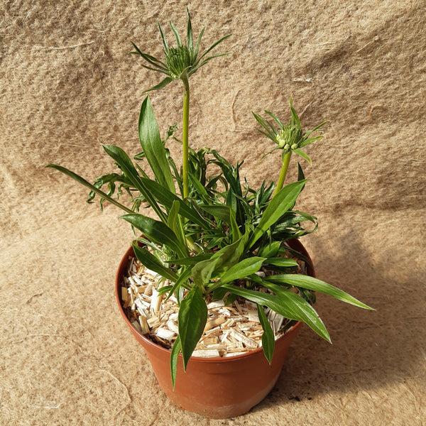 Scabiosa caucasica 'Alba'