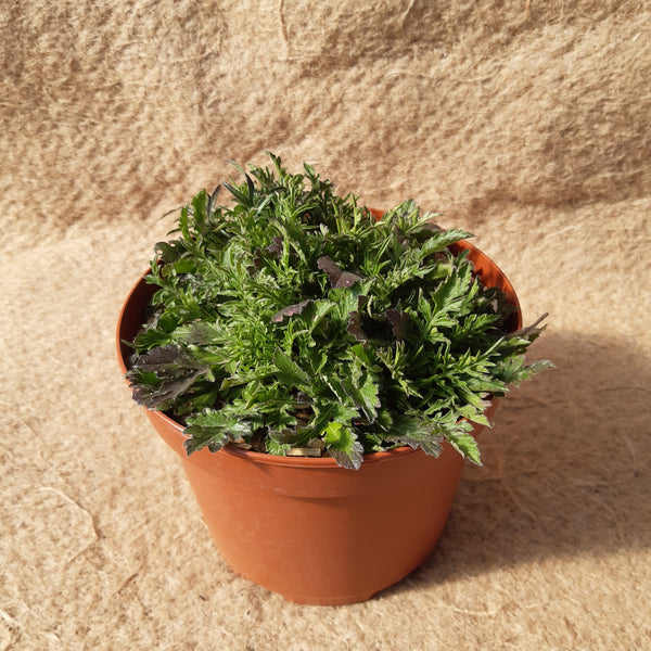 Scabiosa columbaria 'Butterfly Blue'