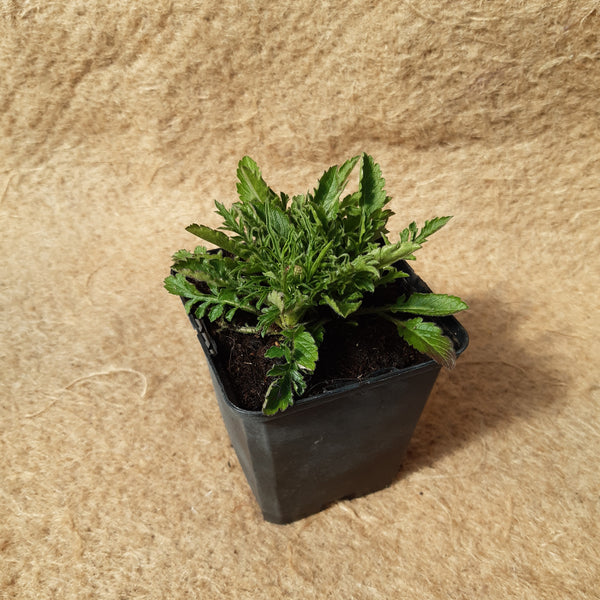 Scabiosa columbaria 'Butterfly Blue'