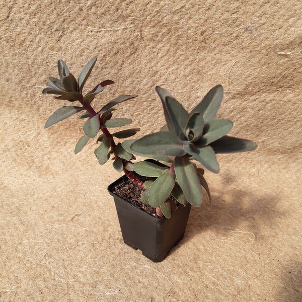 Sedum 'Purple Emperor'