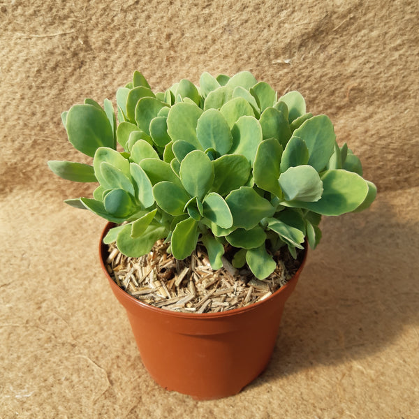 Sedum spectabile 'Iceberg'